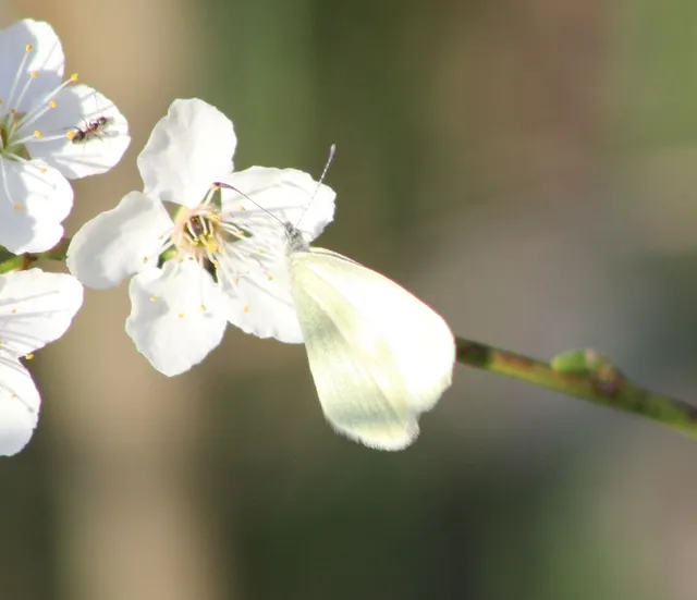 Leptidea sinapis - mustárlepke