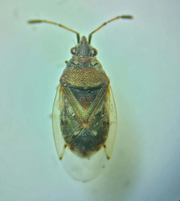 Kleidocerys resedae - nyírbodobács