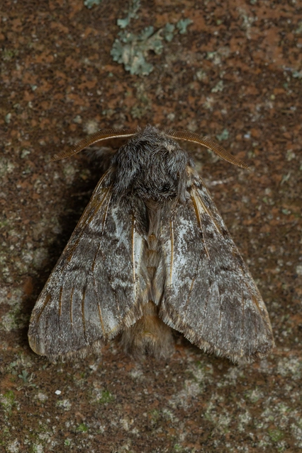 Drymonia ruficornis - cserfa-púposszövő