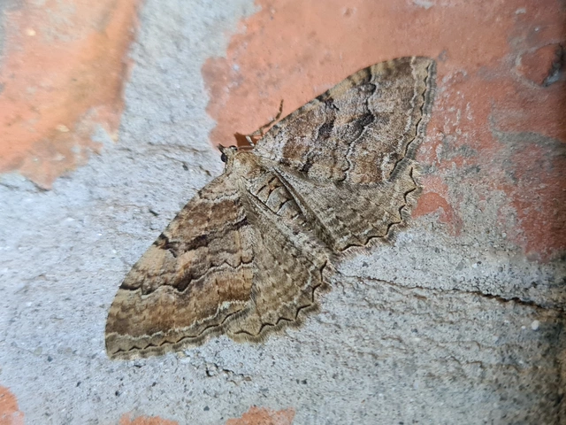 Hydria cervinalis - őzbarna araszoló