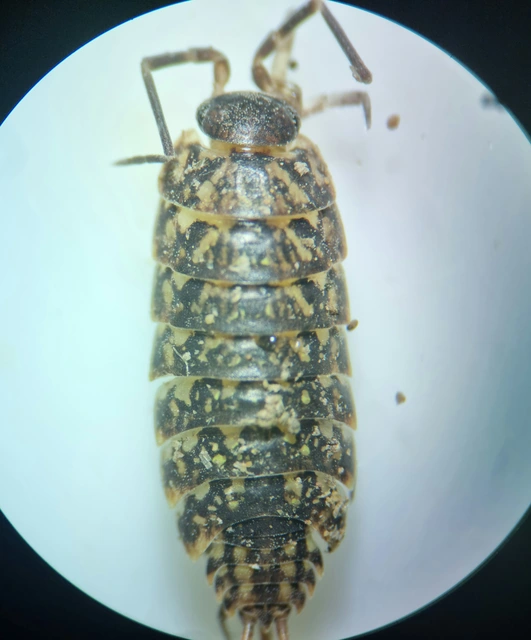 Isopoda - Ászkarákok