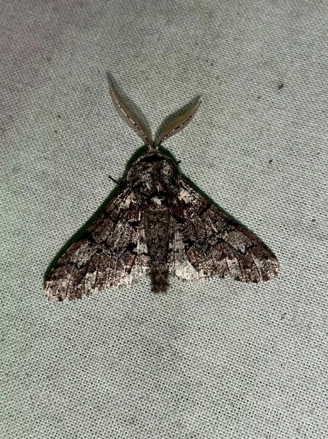 Biston strataria - barnapettyes araszoló