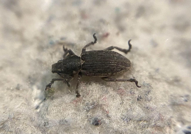 Tanymecus dilaticollis - kukorica-hegyesfarúbarkó