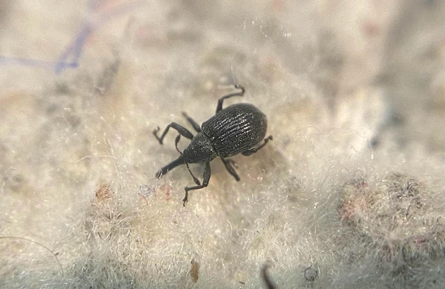 Anthonomus rubi - szamóca-bimbólikasztó Anthonomus rubi - szamóca-bimbólikasztó