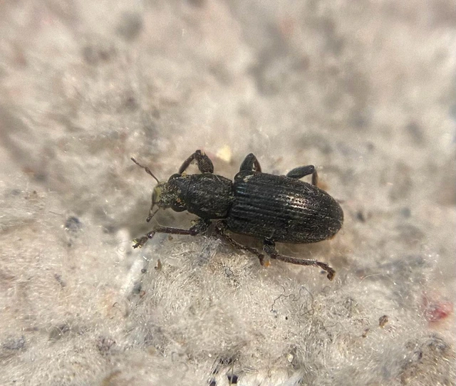 Sitona puncticollis - nagy csipkézőbogár