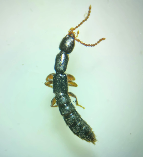 Lathrobium longulum - apró mocsárholyva