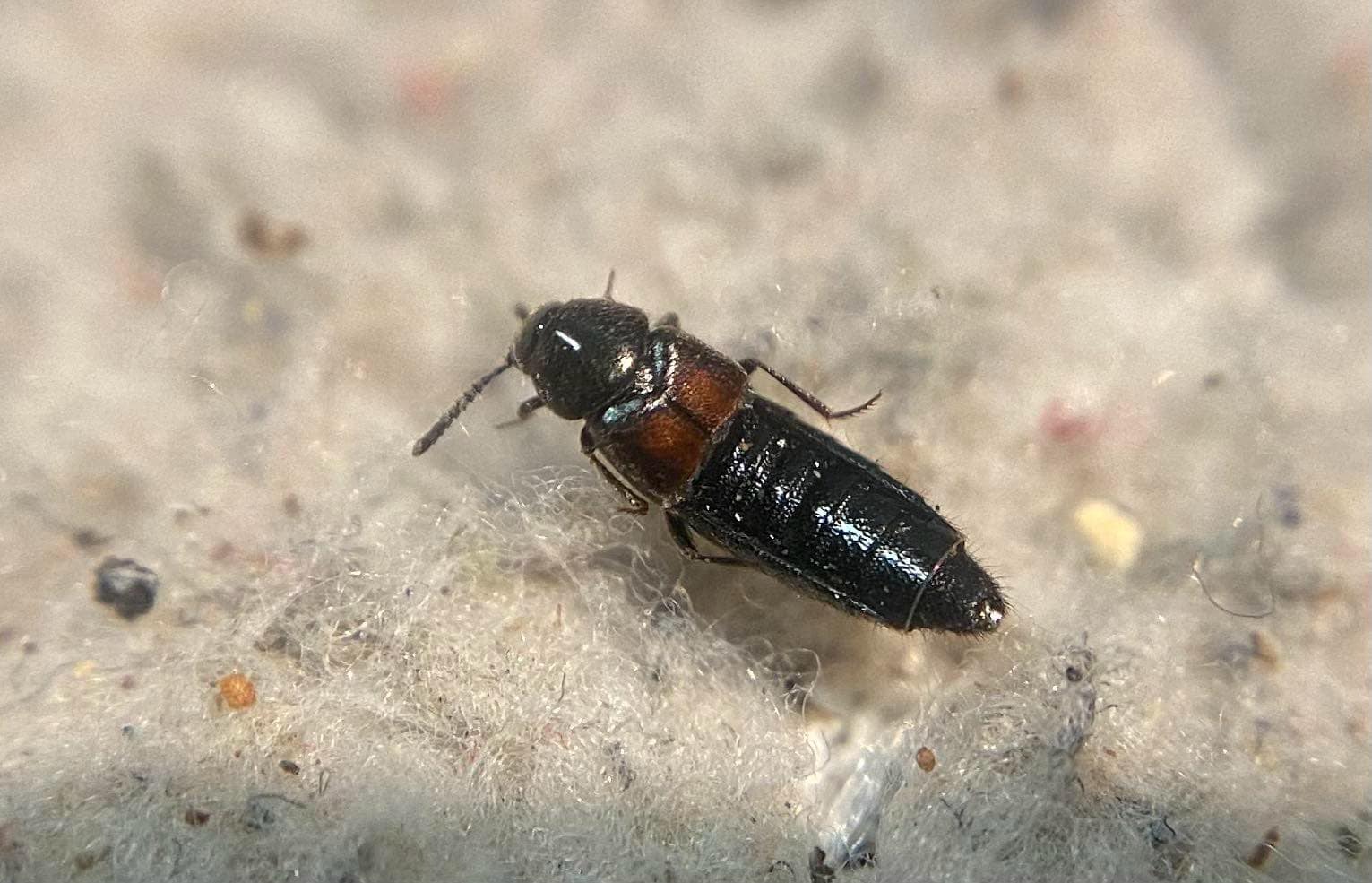 Aleochara grandeguttata - pusztai fürkészholyva