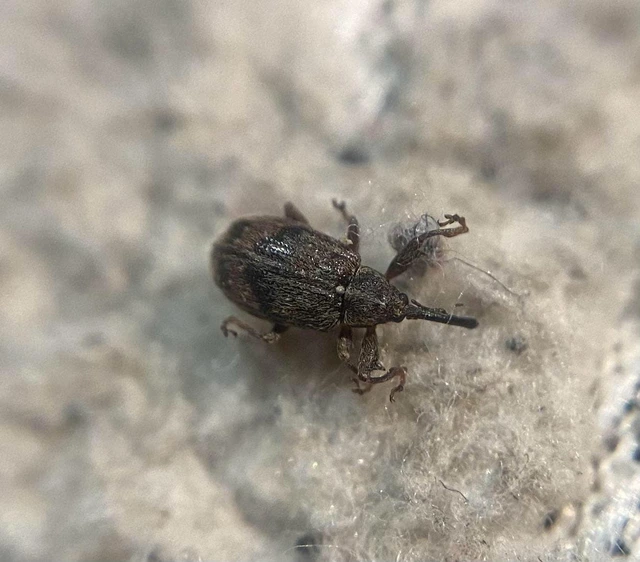 Anthonomus pomorum - alma-bimbólikasztó Anthonomus pomorum - alma-bimbólikasztó