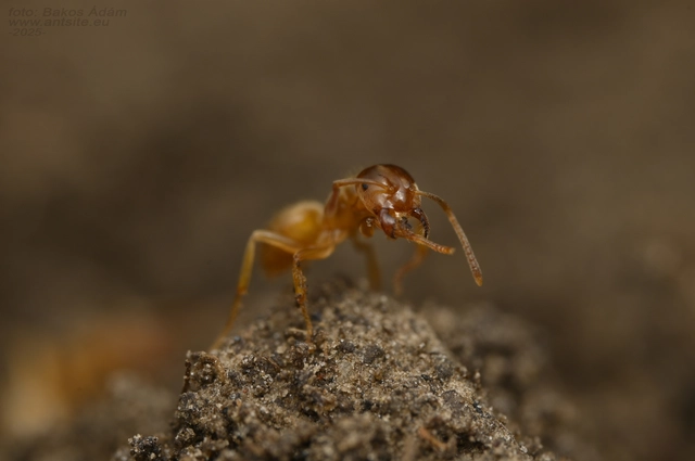 Lasius flavus - gyakori borostyánhangya