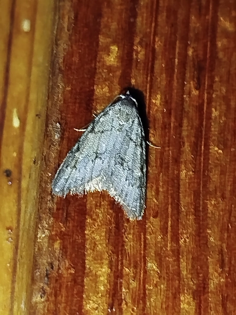 Nola cicatricalis - szürke pamacsosszövő
