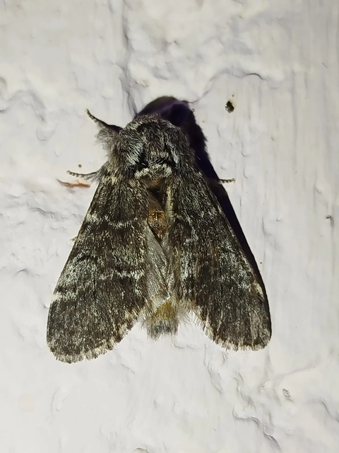 Drymonia ruficornis - cserfa-púposszövő