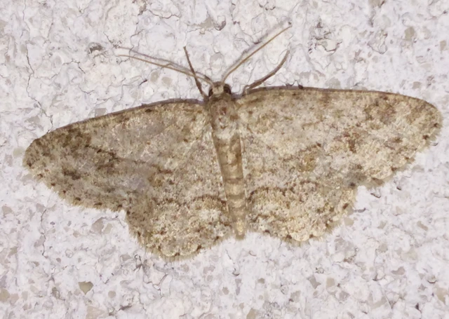 Ectropis crepuscularia - avararaszoló