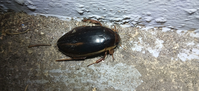 Dytiscus dimidiatus - tompacsípős csíkbogár