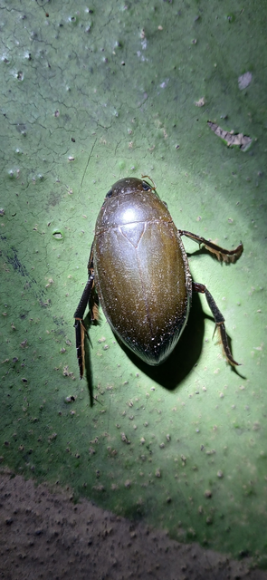 Hydrophilus