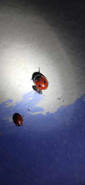Drasterius bimaculatus - változékony pattanó