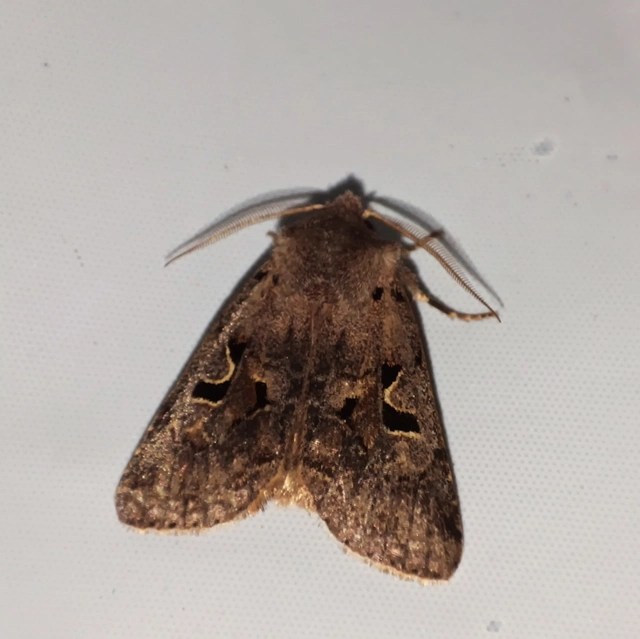 Orthosia gothica - feketefoltos barkabagoly