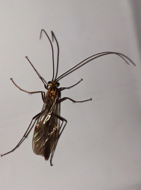 Ophion obscuratus