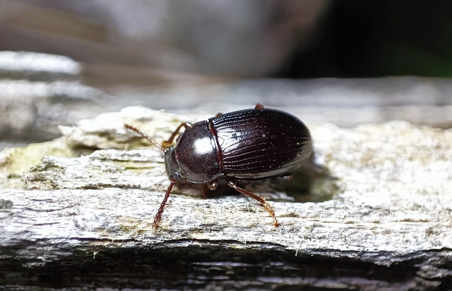 Nalassus dermestoides - rövidszárnyú gyászbogár