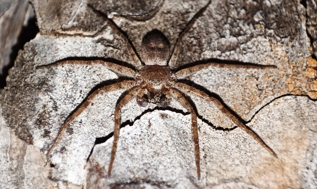 Philodromidae - fürgekarolópókok