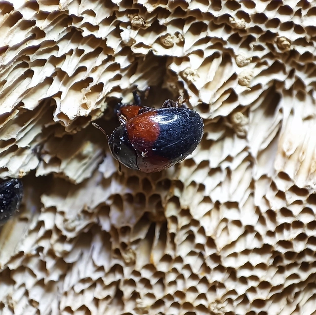 Tritoma bipustulata - feketenyakú tarbogár