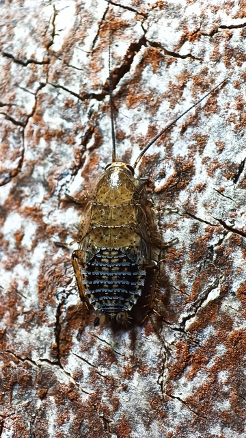 Blattodea - Csótányok