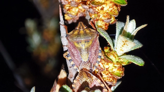 Carpocoris