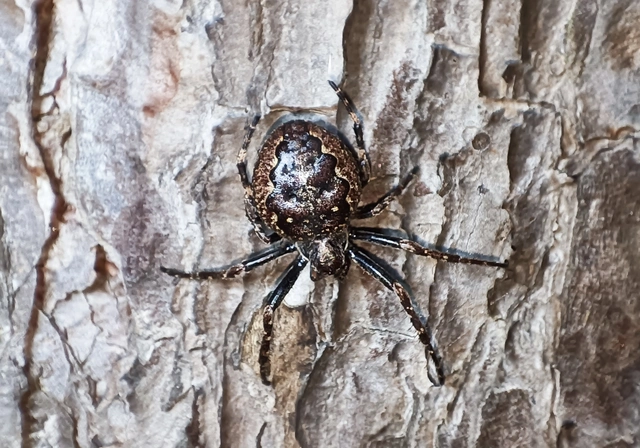 Nuctenea umbratica - közönséges rés-keresztespók