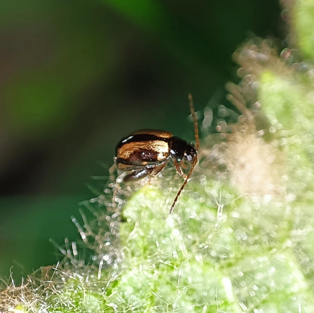 Longitarsus nigrofasciatus - feketefejű ökörfarkkóró-földibolha