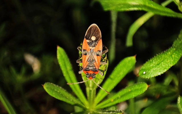 Lygaeus equestris/simulans