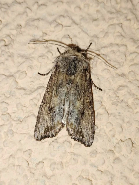 Egira conspicillaris - változékony szürkebagoly