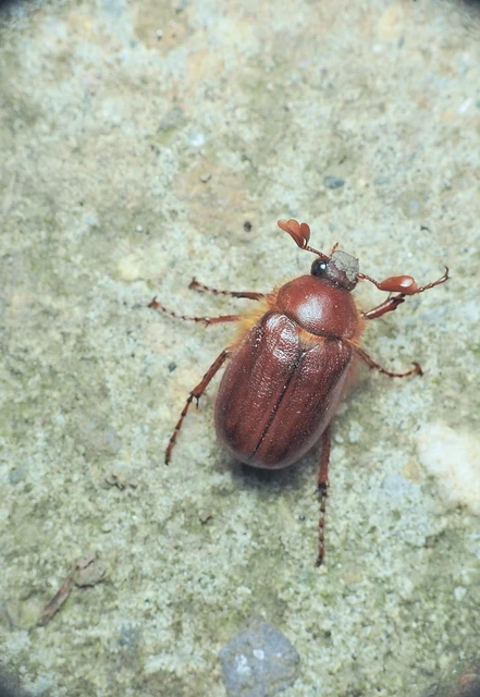 Holochelus aequinoctialis - tavaszeleji cserebogár