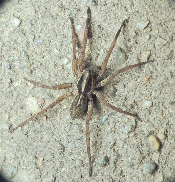 Araneae - Pókok