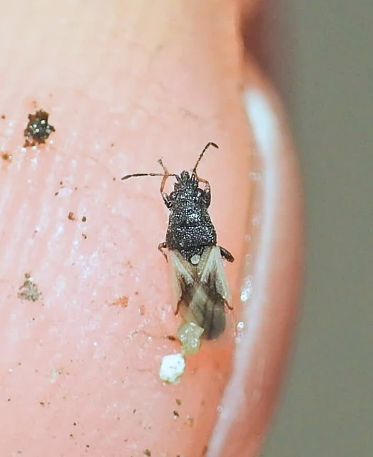 Metopoplax origani - szélesfejű bodobács