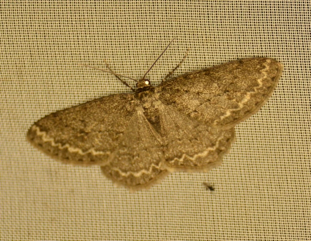 Ectropis crepuscularia - avararaszoló
