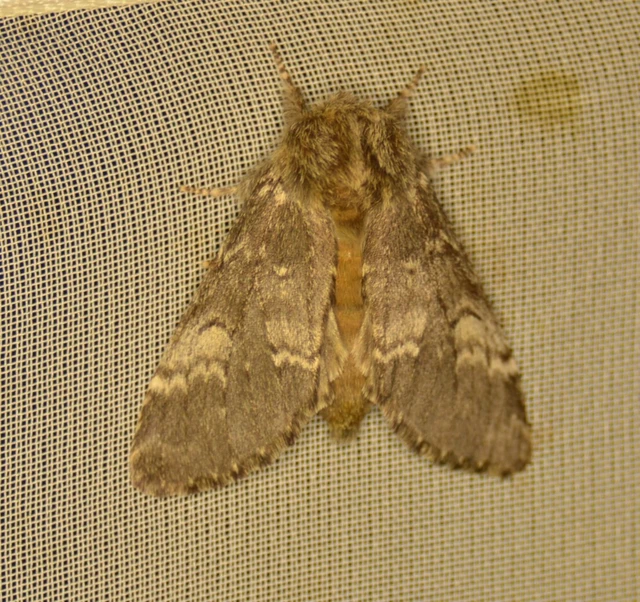 Drymonia ruficornis - cserfa-púposszövő
