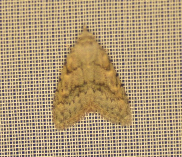Nola cicatricalis - szürke pamacsosszövő
