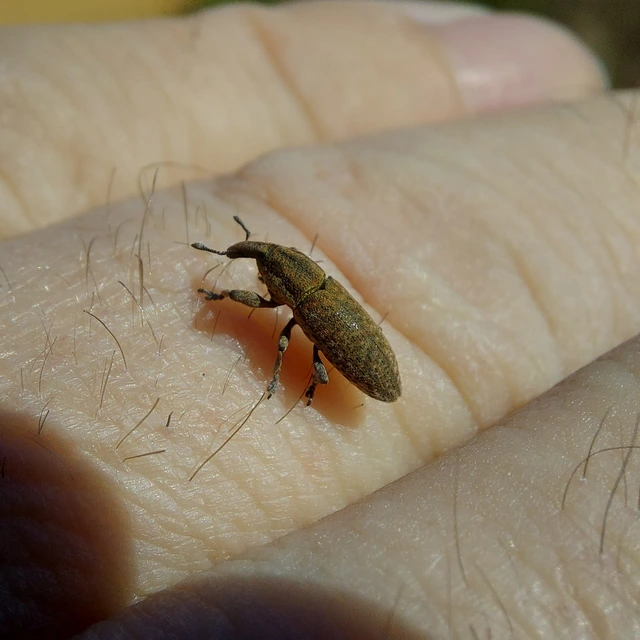 Lixus brevipes - vaskosorrú dudvabarkó