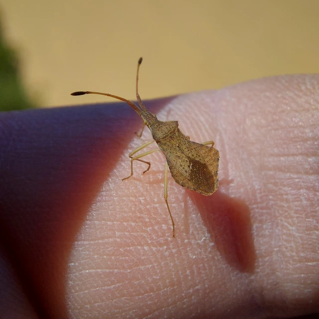 Syromastus rhombeus - vitorlás karimáspoloska