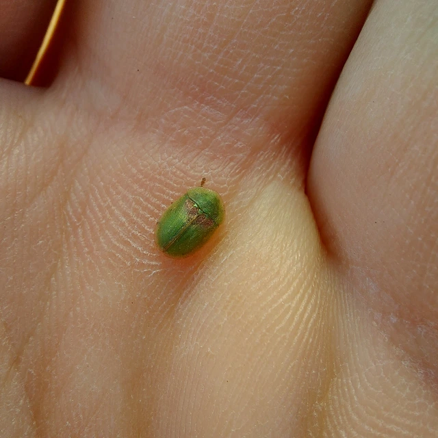 Cassida Cassida