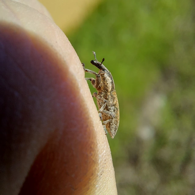 Lixus brevipes - vaskosorrú dudvabarkó
