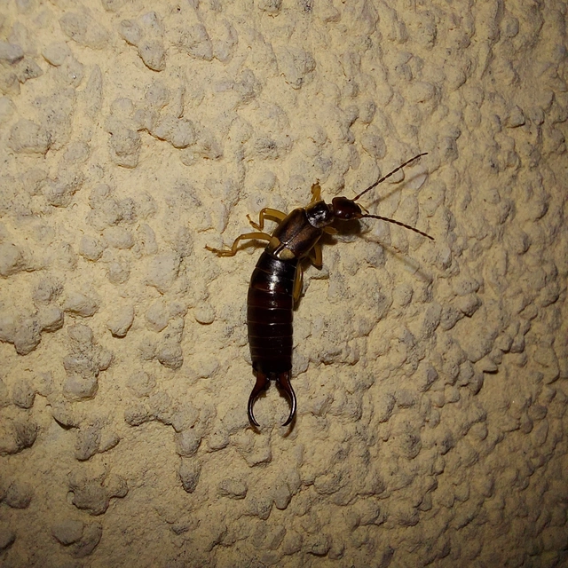 Forficula auricularia - közönséges fülbemászó