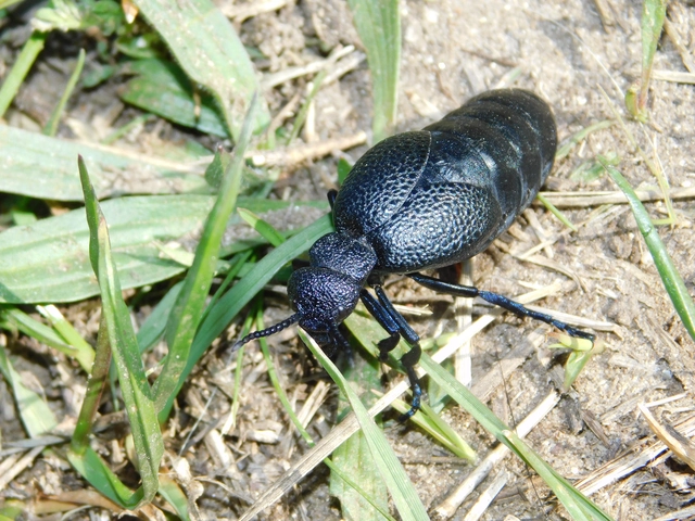 Meloe cicatricosus - óriásnünüke