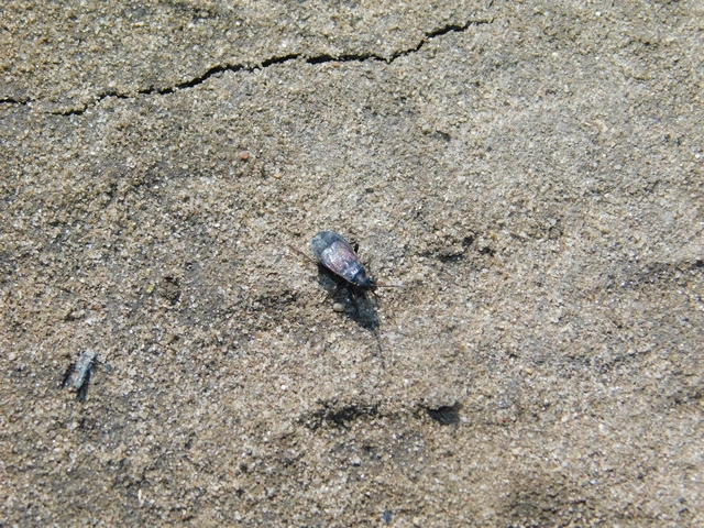 Pyrrhocoris marginatus - szegélyes bodobács