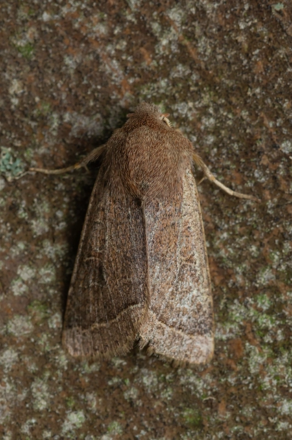 Orthosia cerasi - közepes barkabagoly