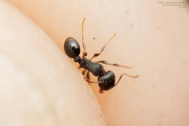 Tetramorium moravicum - morva gyepihangya