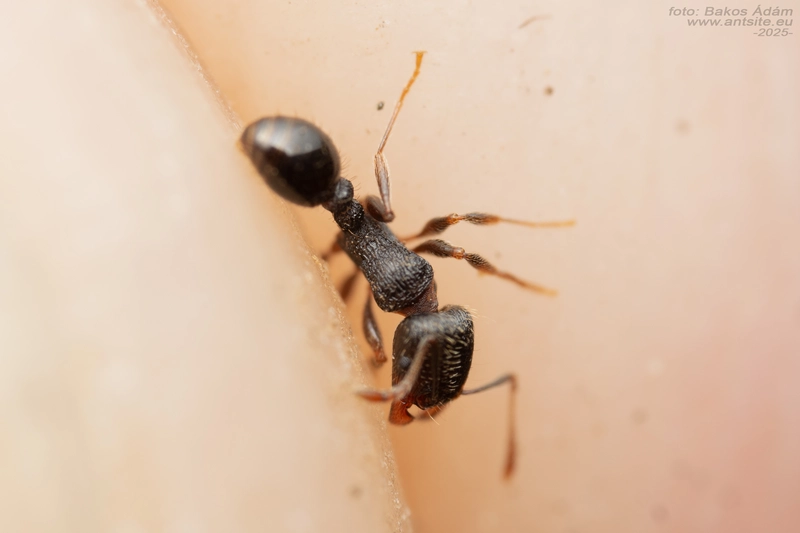 Tetramorium moravicum - morva gyepihangya
