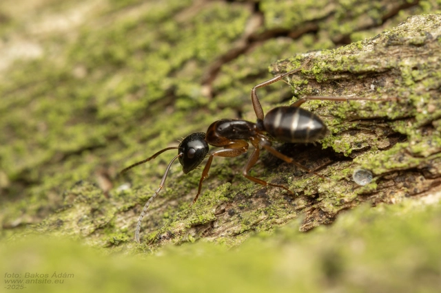 Camponotus vagus - fekete lóhangya
