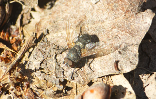 Pollenia