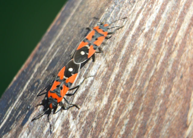 Lygaeus equestris/simulans