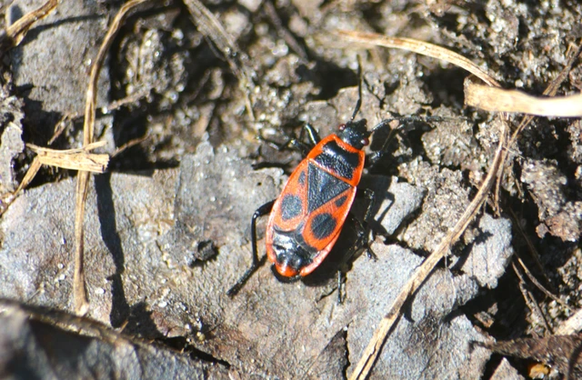 Pyrrhocoris apterus - verőköltő poloska
